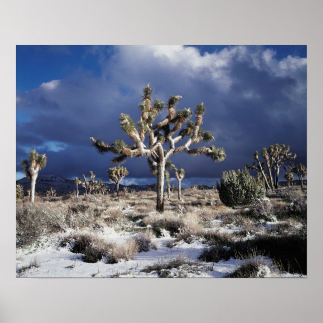 California, Joshua Tree National Park Poster (Front)
