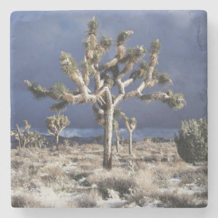 California, Joshua Tree National Park Stone Coaster