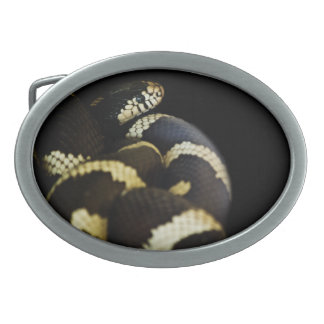 California King Snake Belt Buckle