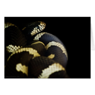 California King Snake Card