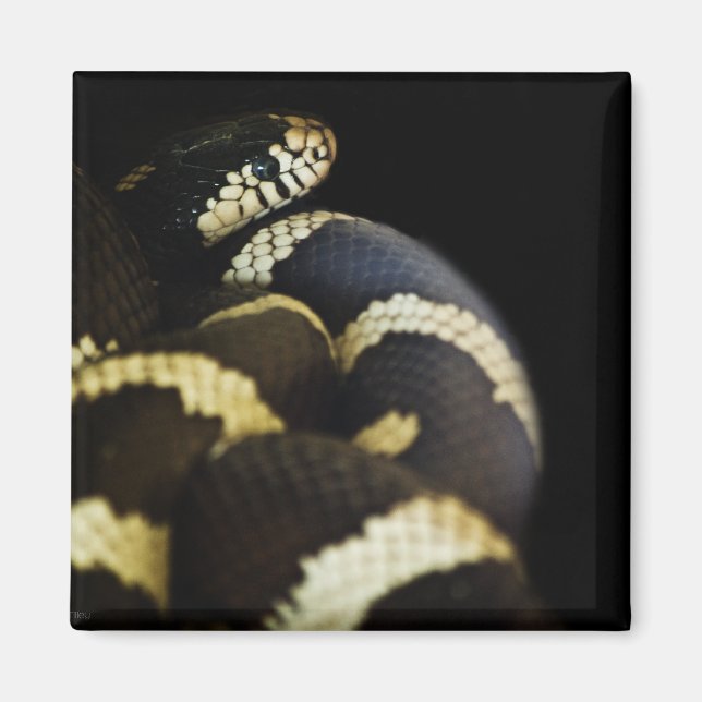 California King Snake Magnet (Front)