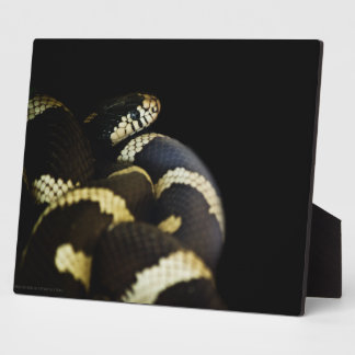 California King Snake Plaque
