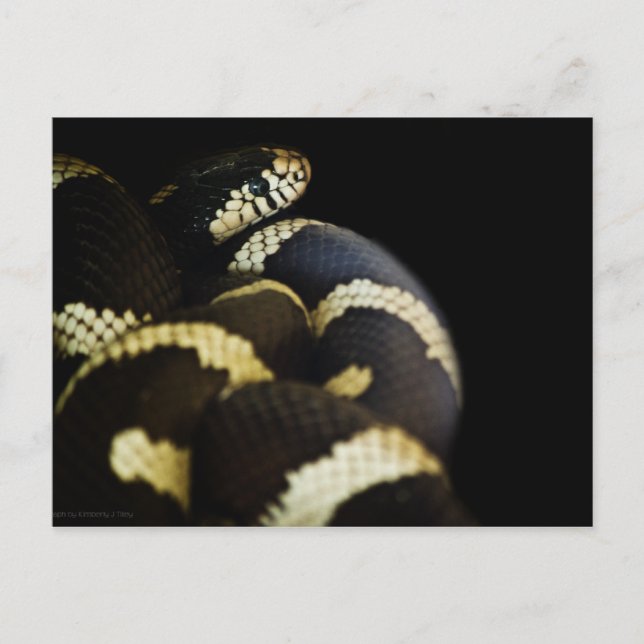 California King Snake Postcard (Front)