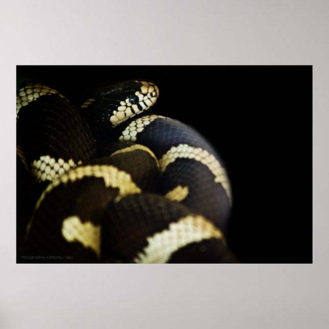 California King Snake Print (Front)