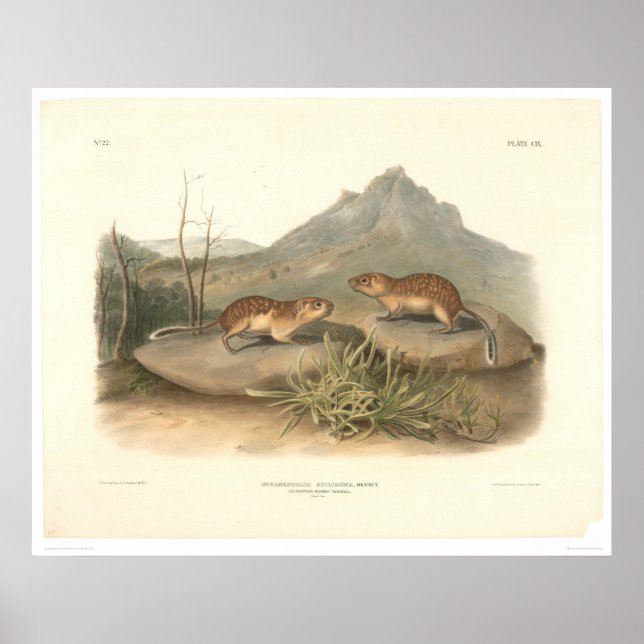 California Marmots by Audubon (0184A) Poster (Front)