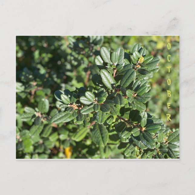 CALIFORNIA NATIVE COLORS: OCTOBER POSTCARD (Front)