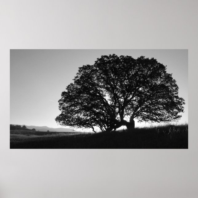 California Oak Tree Sunrise Poster (Front)