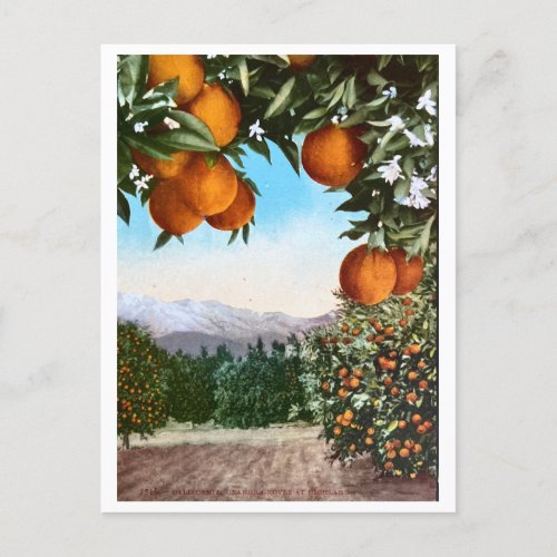 California Orange Groves Vintage Blank Postcard