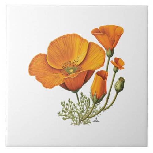 california orange poppy floral ceramic tile