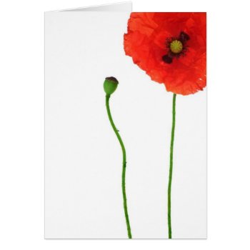 California Orange Red Poppy Simple Beauty by riverme at Zazzle
