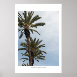 California Palm Trees Poster