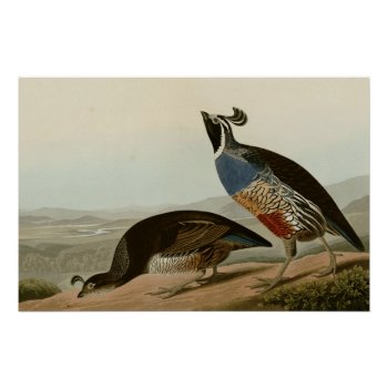 California Partridge Poster by birdpictures at Zazzle