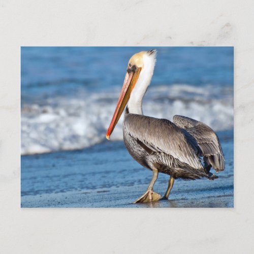 California Pelican on the Beach Postcard