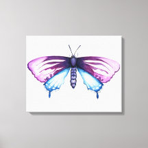 California pipevine swallowtail butterfly