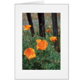 California Poppies (Front)