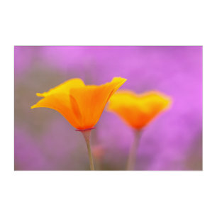 California Poppies Acrylic Print