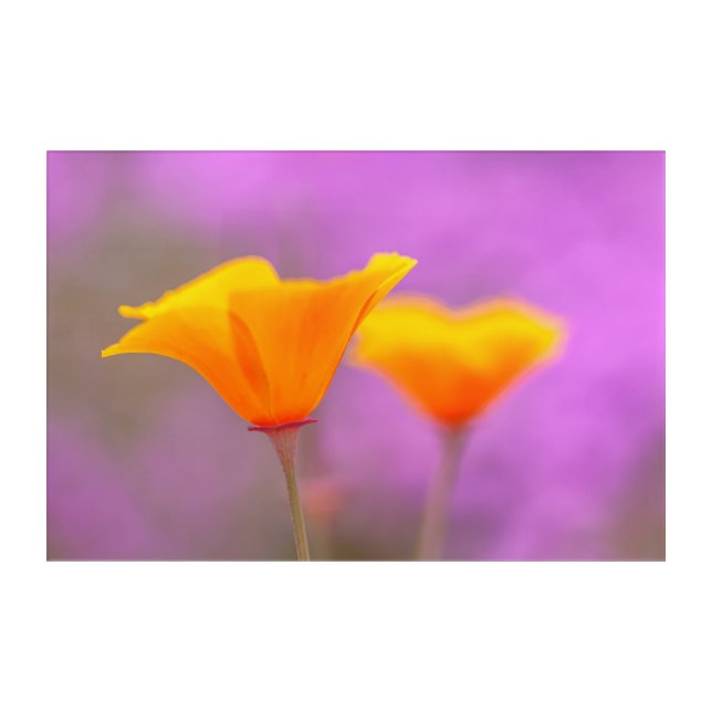 California Poppies Acrylic Print (Front)