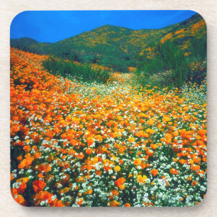 California Poppies and Popcorn wildflowers Coaster