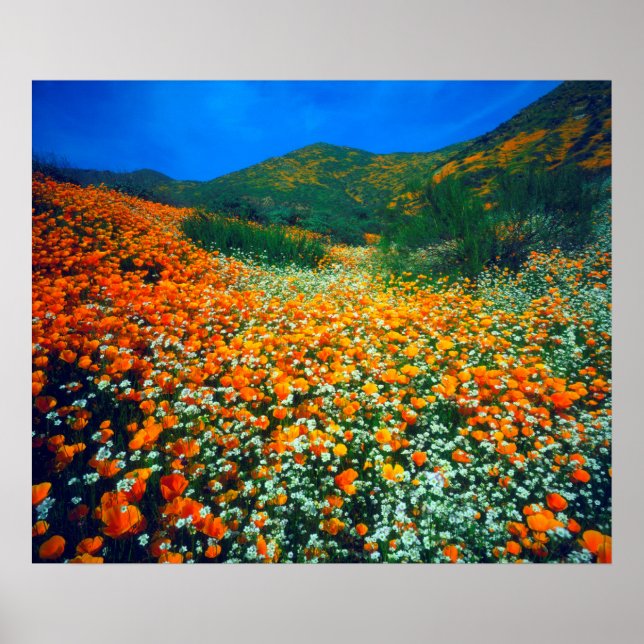 California Poppies and Popcorn wildflowers Poster (Front)