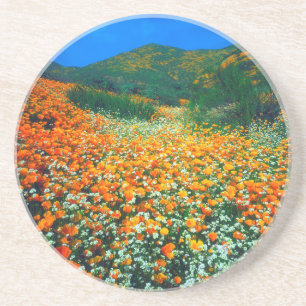 California Poppies and Popcorn wildflowers Sandstone Coaster