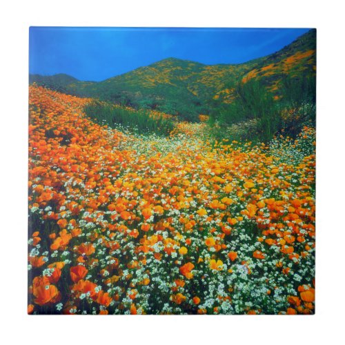 California Poppies and Popcorn wildflowers Tile