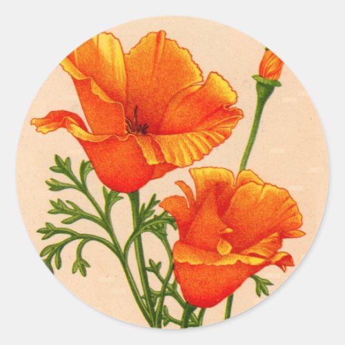 California poppies California poppy in orange Classic Round Sticker