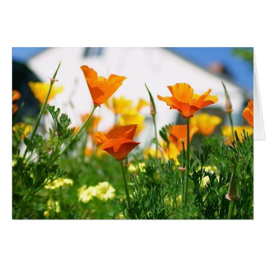 California Poppies Cards (Front Horizontal)