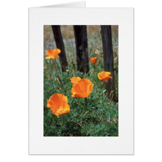 California Poppies Cards