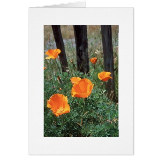 California Poppies Cards (Front)