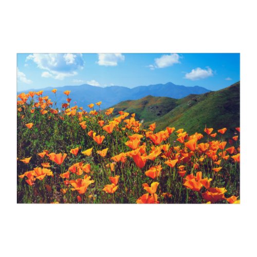 California Poppies Covering a Hillside Acrylic Print