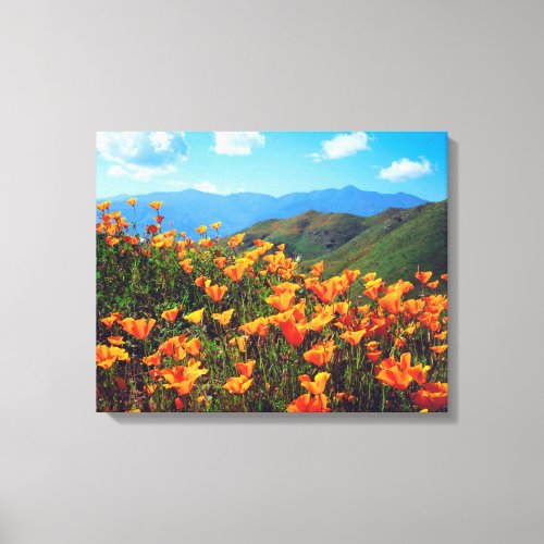 California Poppies Covering a Hillside Canvas Print