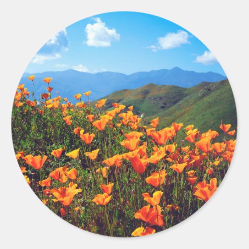 California poppies covering a hillside classic round sticker