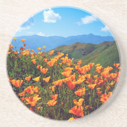 California poppies covering a hillside coaster