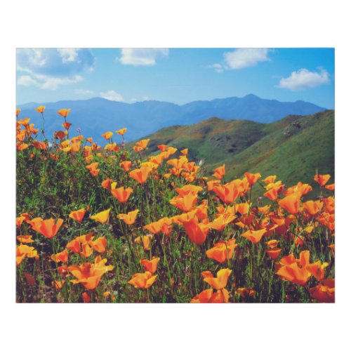 California Poppies Covering a Hillside Faux Canvas Print