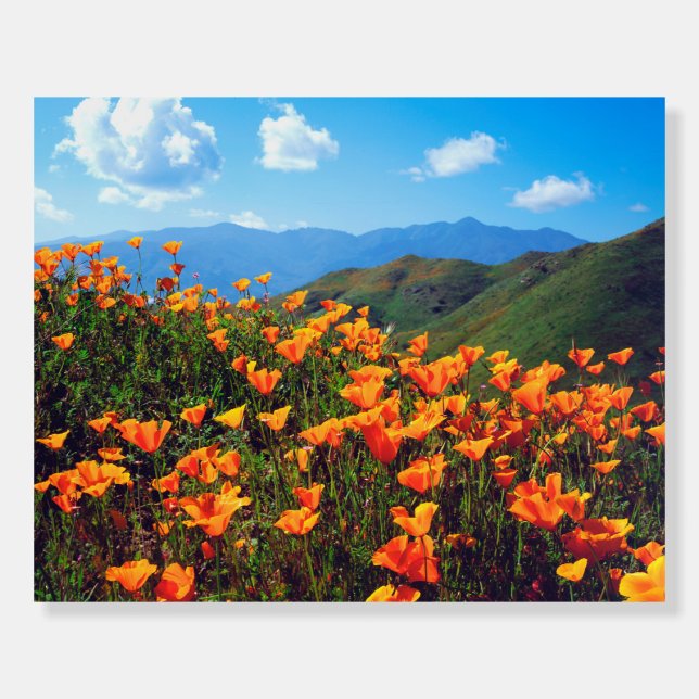 California Poppies Covering a Hillside Foam Board (Front)