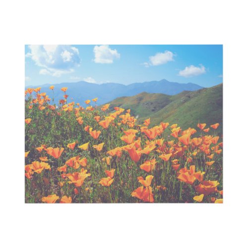 California Poppies Covering a Hillside Gallery Wrap