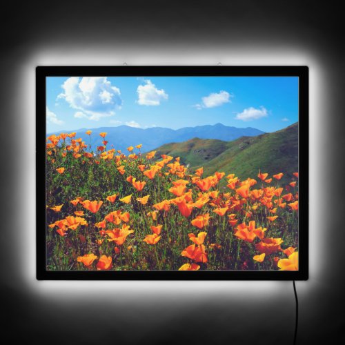 California Poppies Covering a Hillside LED Sign