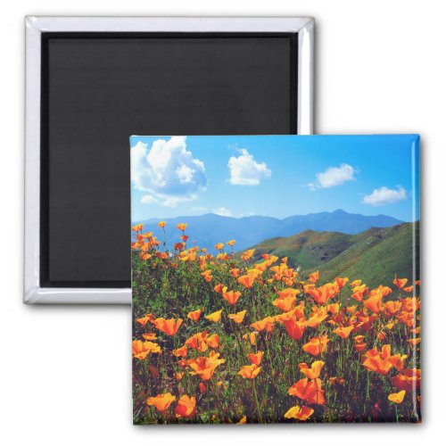 California Poppies Covering a Hillside Magnet