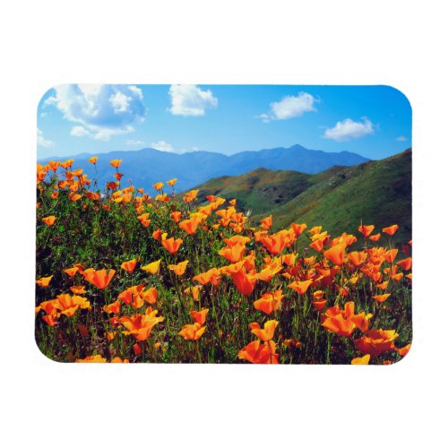 California Poppies Covering a Hillside Magnet