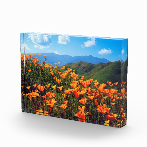 California Poppies Covering a Hillside Photo Block