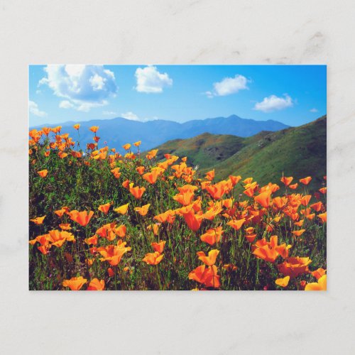 California Poppies Covering a Hillside Postcard