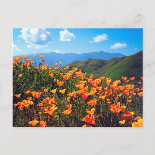 California poppies covering a hillside postcard