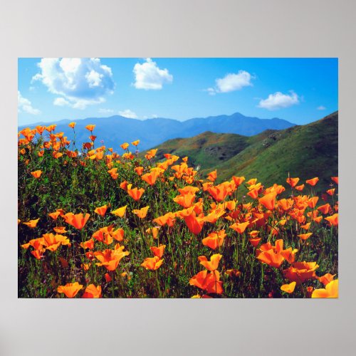 California Poppies Covering a Hillside Poster