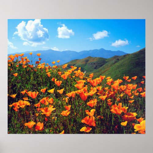 California poppies covering a hillside poster