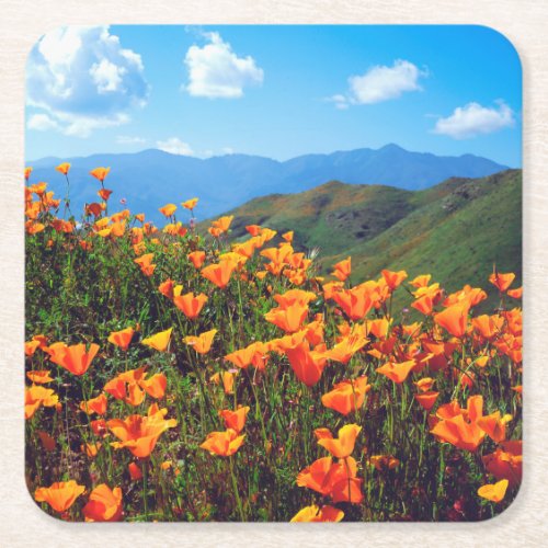 California poppies covering a hillside square paper coaster