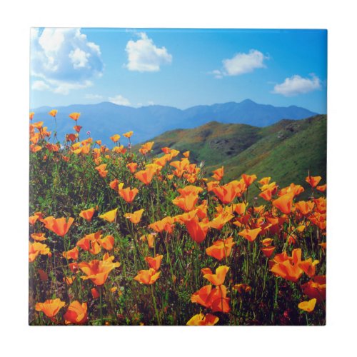 California poppies covering a hillside tile