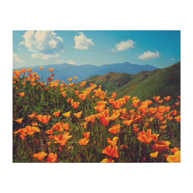 California Poppies Covering a Hillside Wood Wall Art (Front)