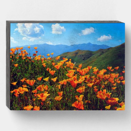 California Poppies Covering a Hillside Wooden Box Sign