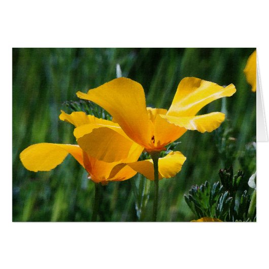 California Poppies Flowers Card (Front Horizontal)