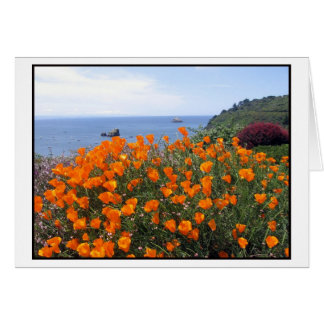 California poppies growing above Trinidad Bay Cards